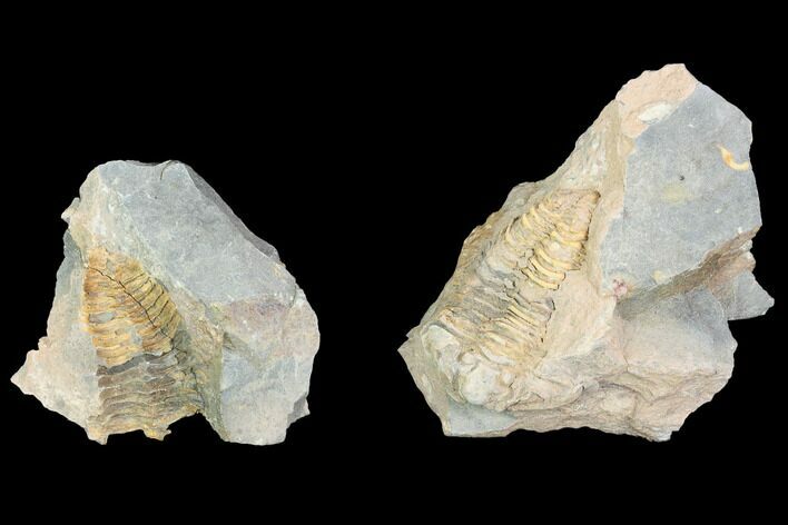 Fossil Calymene Trilobite Nodule - Morocco #100020